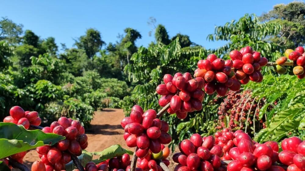 Café Robusta é cotado a R$ 1.035 por saca e mercado acompanha oscilações nacionais, em Cacoal, RO